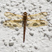 Brown Hawker on White