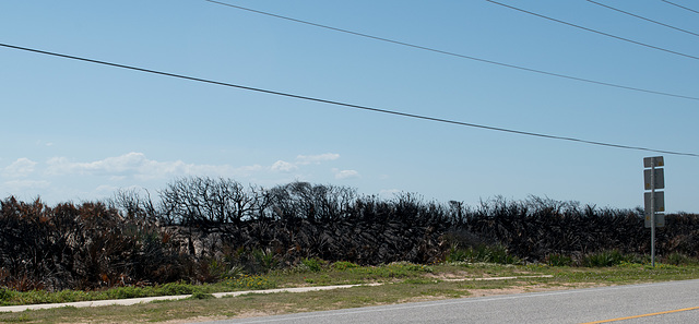 Florida Dunes burn (#0482)