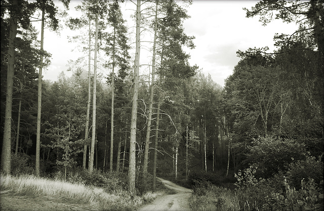 waldweg 6149