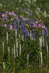 Platanthera dilatata var. albiflora