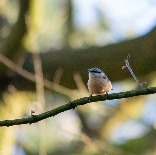 Nuthatch (19)