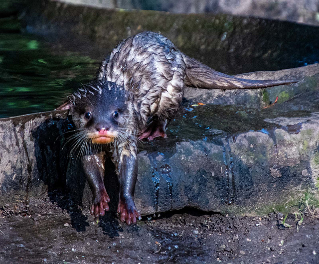 Short clawed otter pup