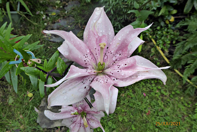 après la pluie 3/3