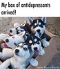O&S(meme) - puppies