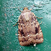 Copper Underwing