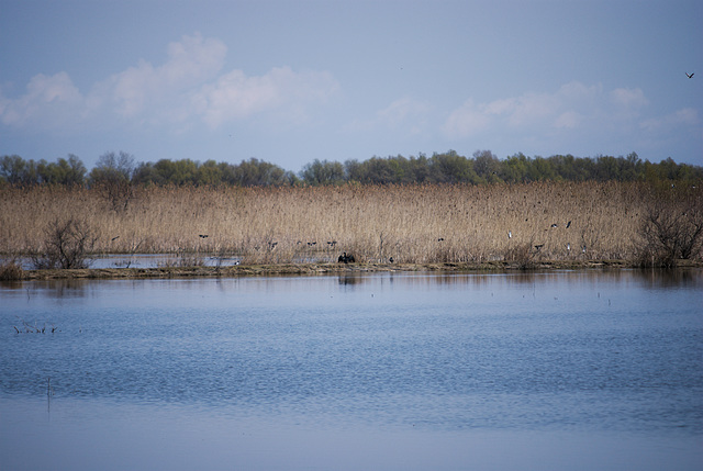 Die Vögel in Jermakiw-Insel