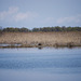 Die Vögel in Jermakiw-Insel