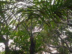 DSCN1284 - gamiova Geonoma schottiana, Arecaceae