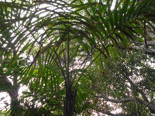 DSCN1284 - gamiova Geonoma schottiana, Arecaceae