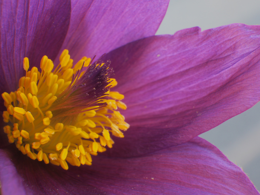 Pulsatilla  ( Pasque Flower)