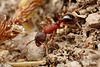 Myrmica sp