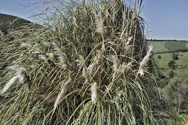 Wild Grasses – Viewed from Hotel Sindhura, Vejer de la Frontera, Cádiz Province, Andalucía, Spain