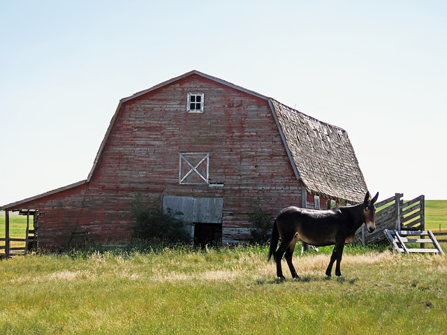 Old barn and Mule