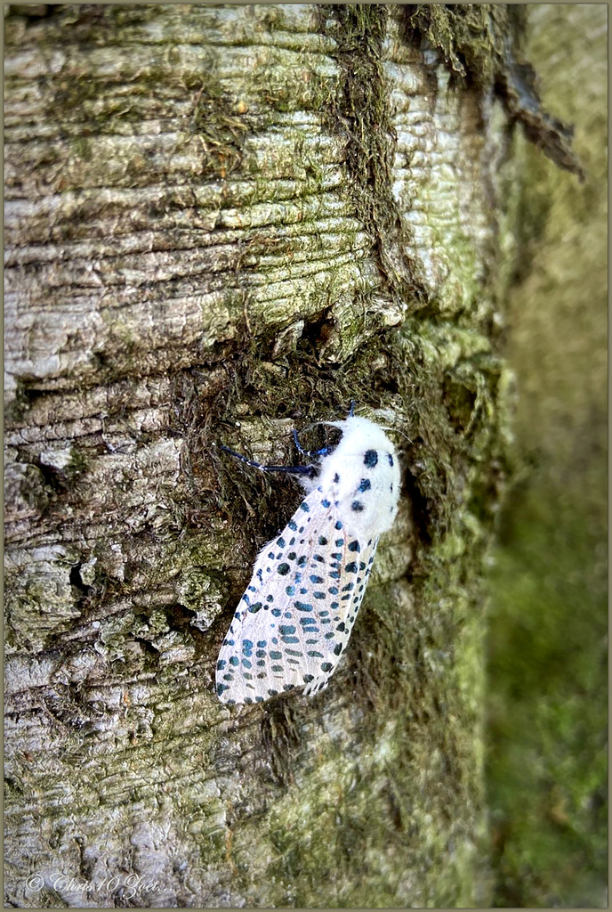Leopard moth ~ Gestippelde houtvlinder (Zeuzera pyrina)...