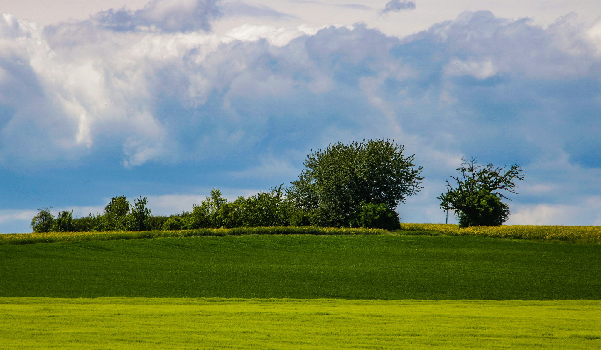 Landscape with Trees