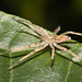 IMG 9576 Spider