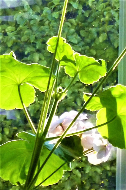 The sun was out shining on the geranium