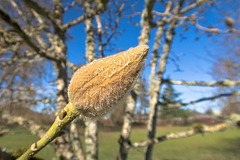 Caerhays Belle Magnolia