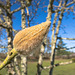 Caerhays Belle Magnolia