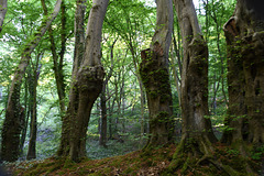 ook in het bos schitterend beeld