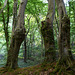 ook in het bos schitterend beeld