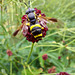 Two-banded Wasp Hoverfly