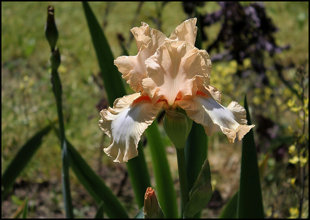 Iris Galipette du Barry (2)