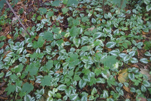 gdn / gbw - ground cover