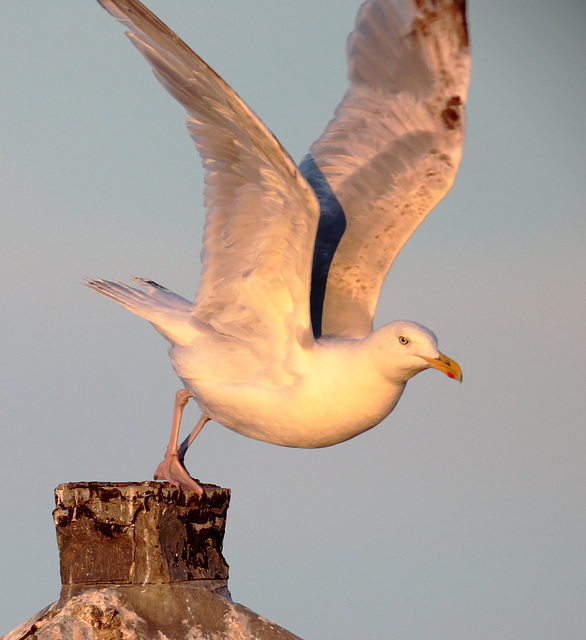 EOS 6D Peter Harriman 20 34 25 8974 Gull dpp