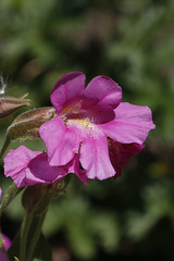 Lewis' Monkeyflower