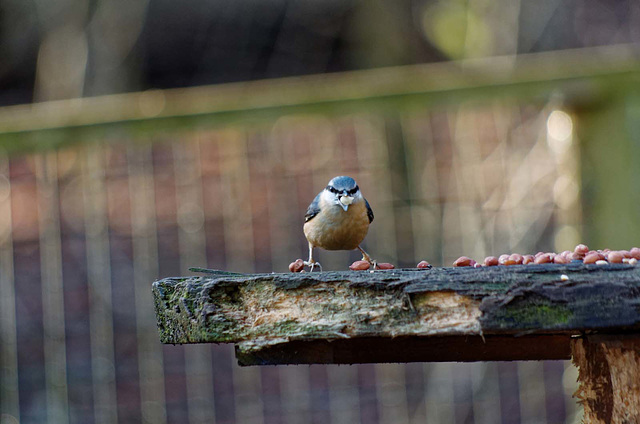 Nuthatch (21)