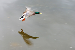 Duck in flight