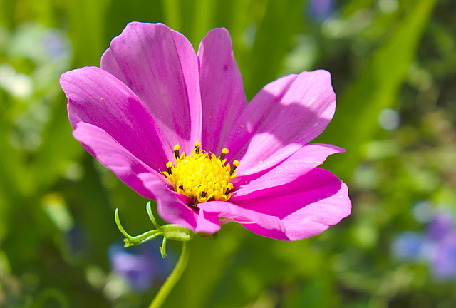 DSC04979 Fleur Cosmos