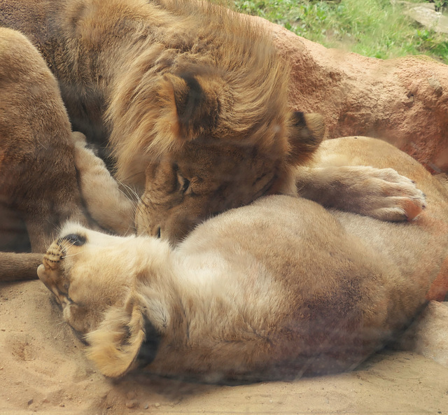 Siesta der Löwen