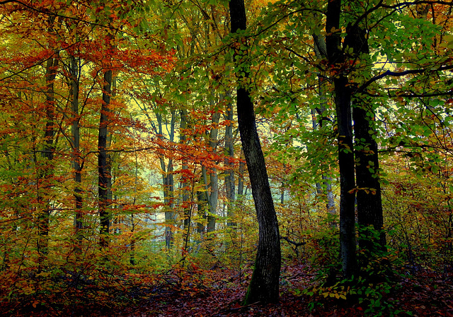 autumn forest