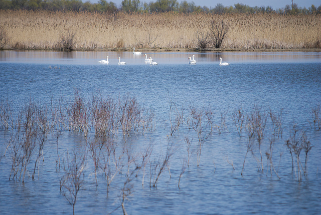 Die Schwäne in Jermakiw-Insel