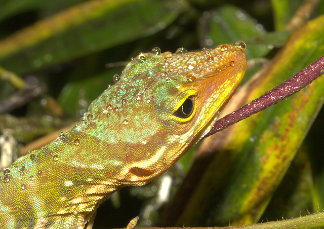 IMG 7143Lizard