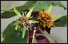 Passiflora 'Sunburst' (2)