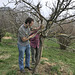 apple tree pruning lesson