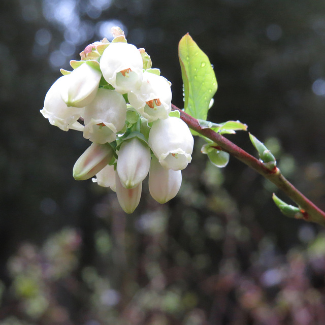 Blueberry flowers