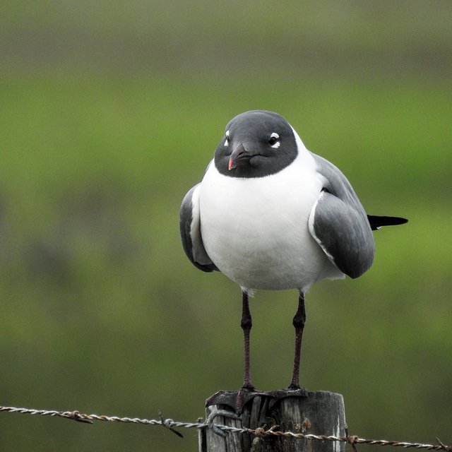 Day 2, Laughing Gull / Leucophaeus atricilla