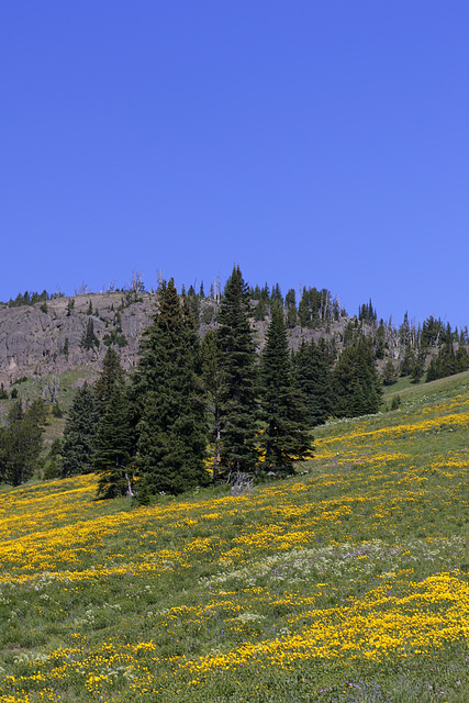 Dunraven Pass