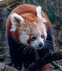 Red panda