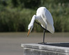 21/50 grande aigrette-great egret
