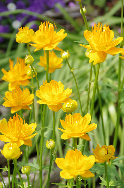 Trollius chinensis