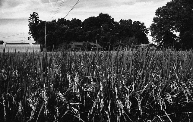 Rice plant