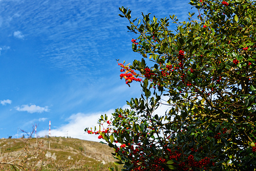 São Macário, Portugal