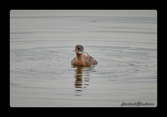 Grebe Castagneux - Avec une Perche