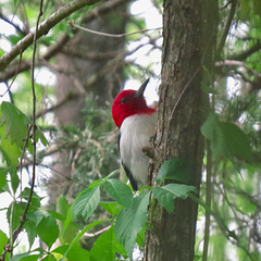 Red-headed woodpecker