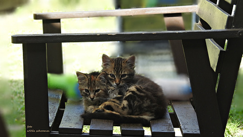 Two little cat foundlings